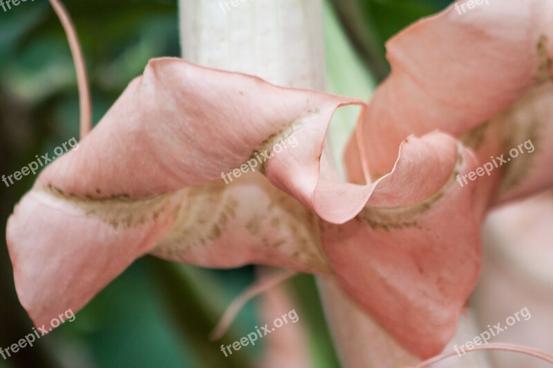 Angel Trumpets Brugmansia Genus Nightshade South America