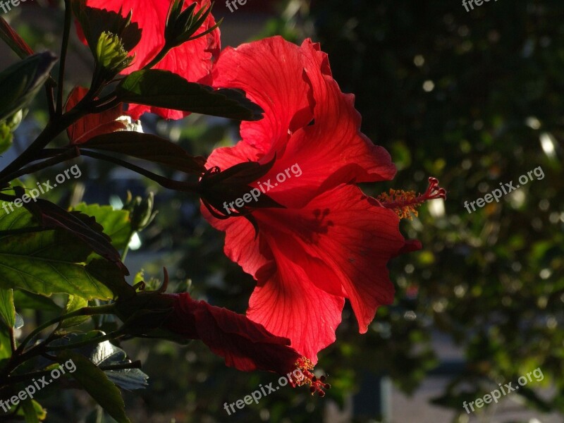 Lily Flowers Red Wild Flower Wild Plant