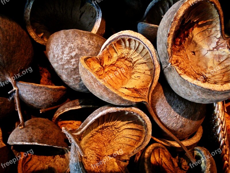 Fruits Dry Seeds Vegetable Nature