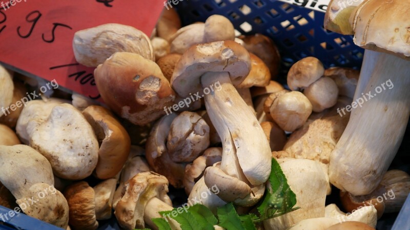 Common Mushroom Boletus Edulis Mushroom Herrenpilz Boletus