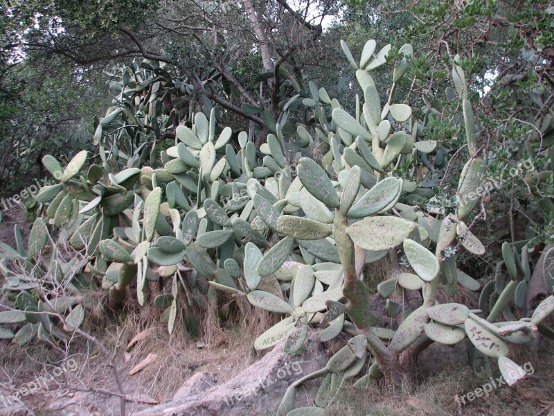 Cactus Carve Name Plant Free Photos