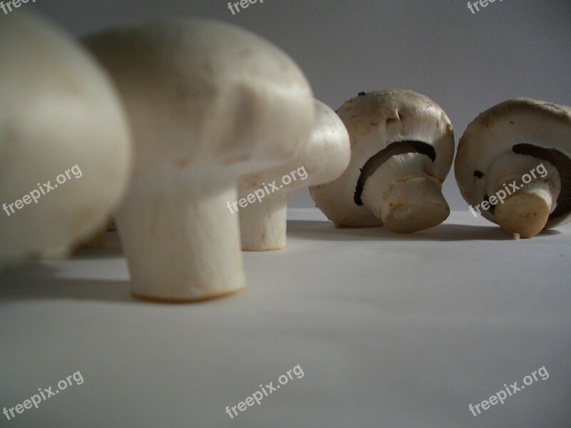 Mushrooms Agaricus Free Photos