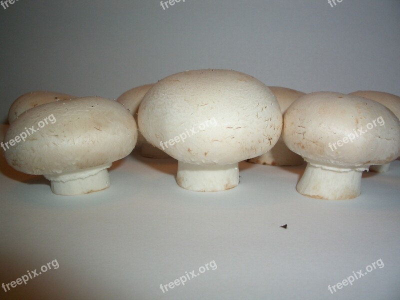 Mushrooms Agaricus Mushroom Free Photos