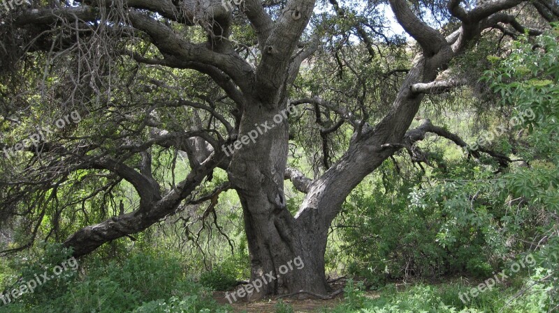 Oak California Tree Deciduous Tree Landscape