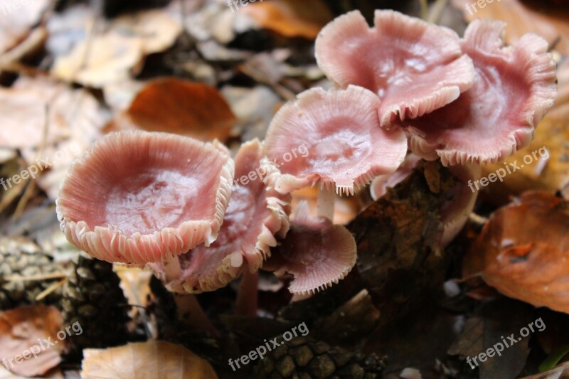 Mushroom Pink Forest Mushrooms Forest Free Photos