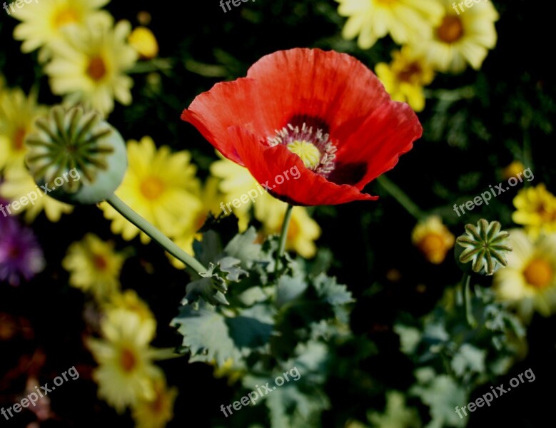 Poppy Red Daisies Yellow Happy