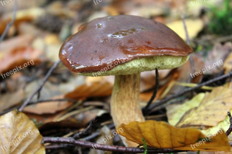 Chestnut Forest Mushroom Mushroom Edible Rac