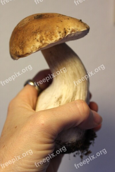 Cep Forest Mushroom Edible Mushroom Brown