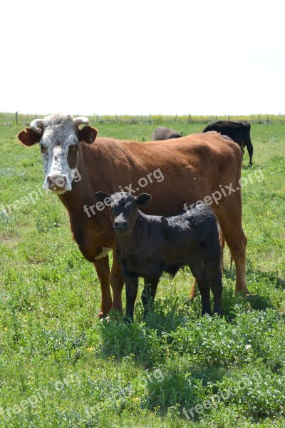 Cow With Calf Calf Pampa Field Horns