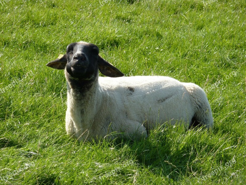 Sheep Animal Fur Schäfchen Meadow