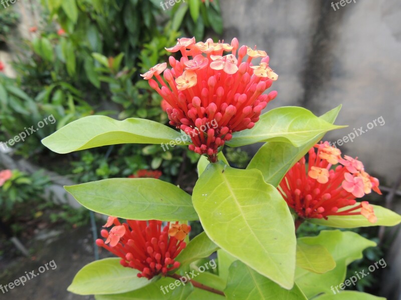 Garden Flowers Green Botanist Leaves