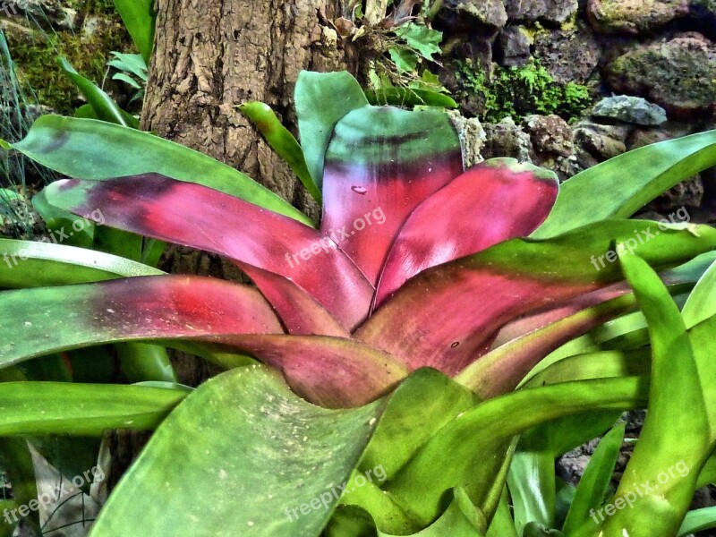 Jungle Plant Nature Red Green