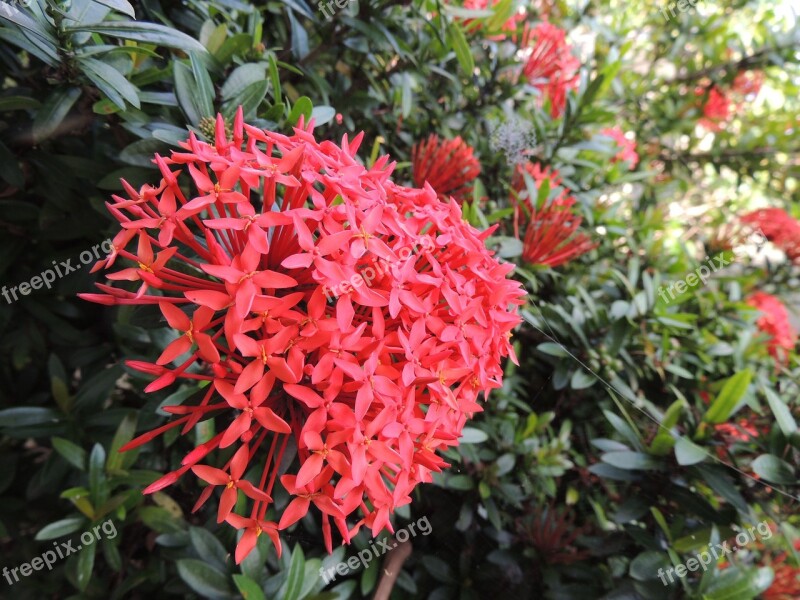 Garden Flowers Green Botanist Leaves