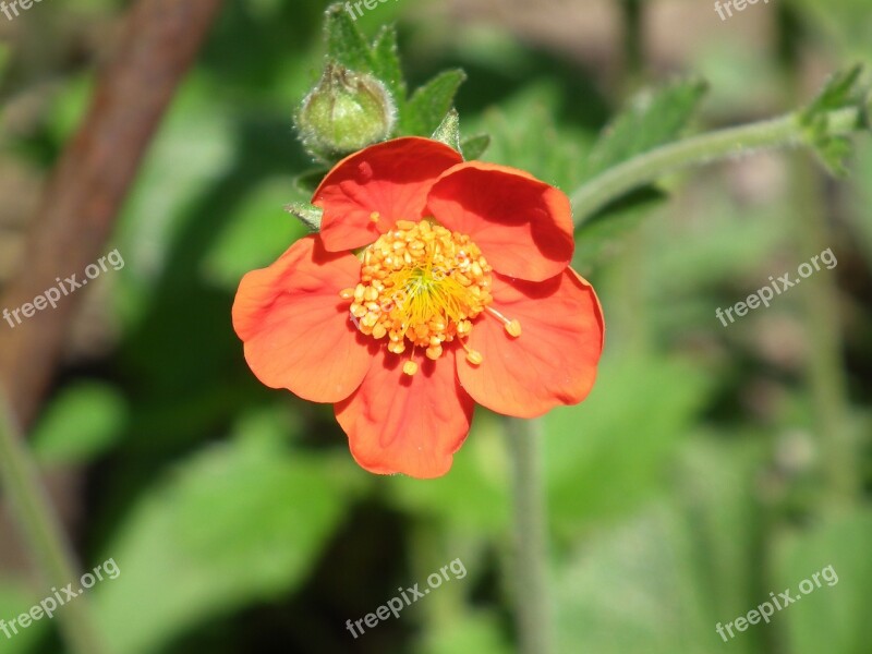 Flower Red Orange Flowers Decorative