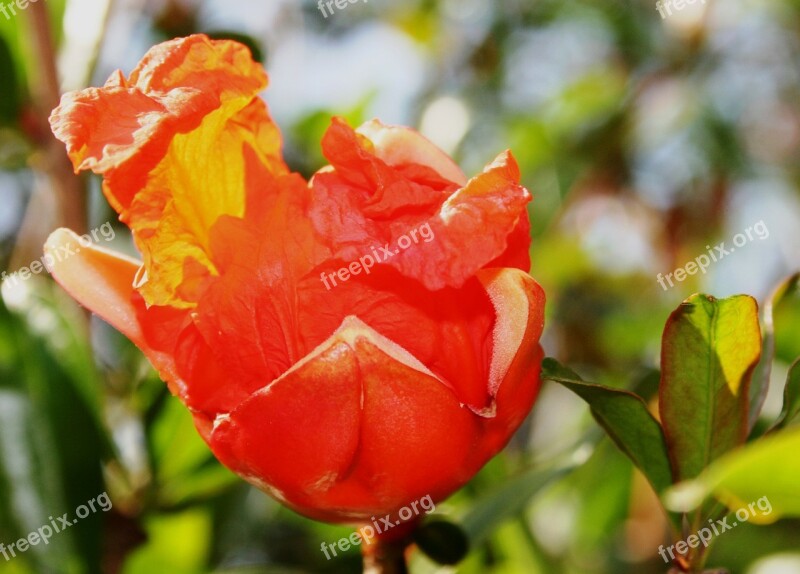 Flower Bloom Orange Bright Unfolding Unfurling