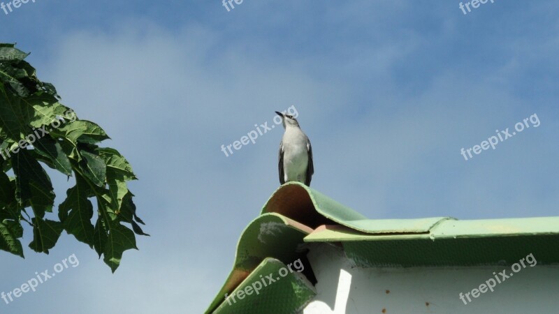 Air Heaven Blue Bird Free Photos