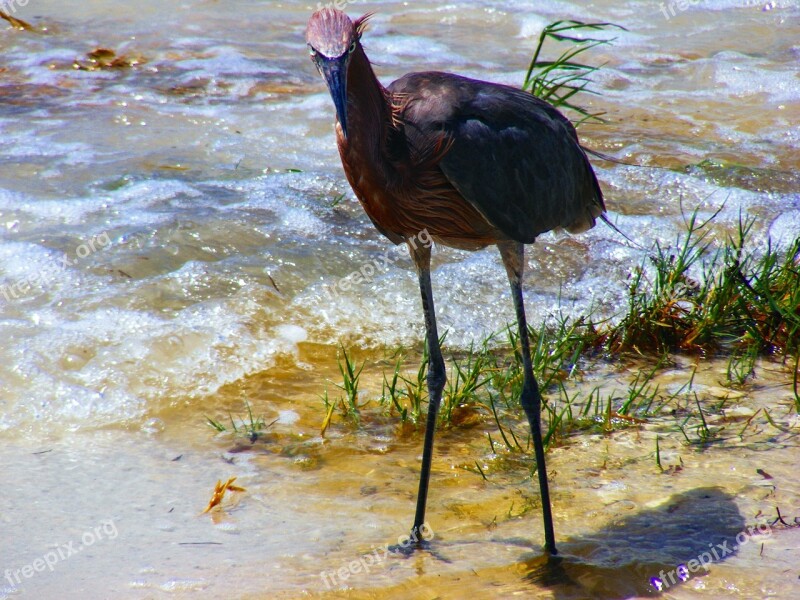 Sanibel Florida Reddish Egret Red