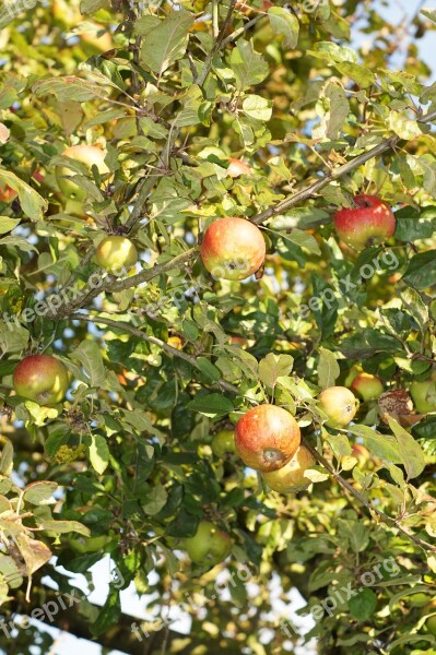 Apple Tree Apple Leaves Fruit Healthy