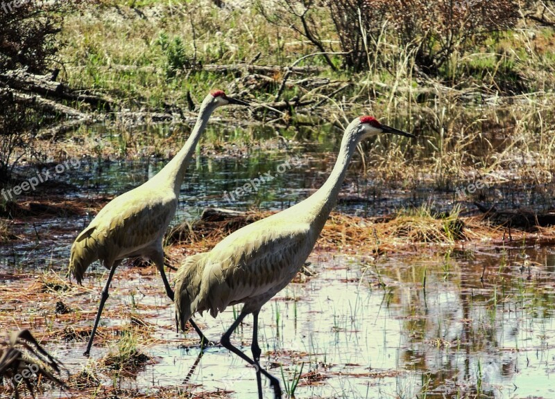 Punta Gorda Florida Red Heron Wading Bird