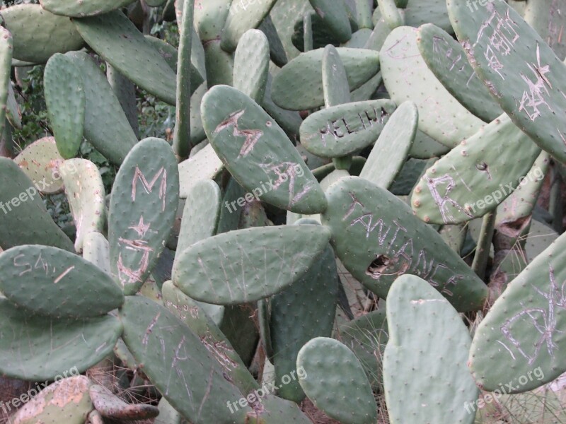 Cactus Ear Cactus Plant Name Engraved