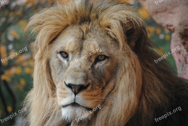 Lion Wild Animal Zoo Wild Predator