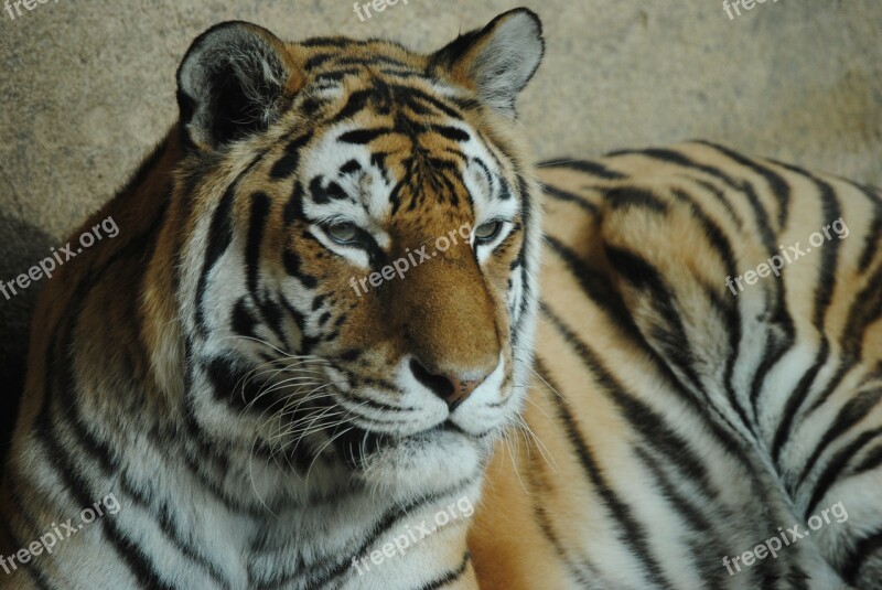 Tiger Wild Animal Zoo Wild Predator