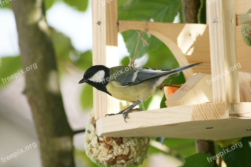 Tit Parus Major Songbird Bird Feed