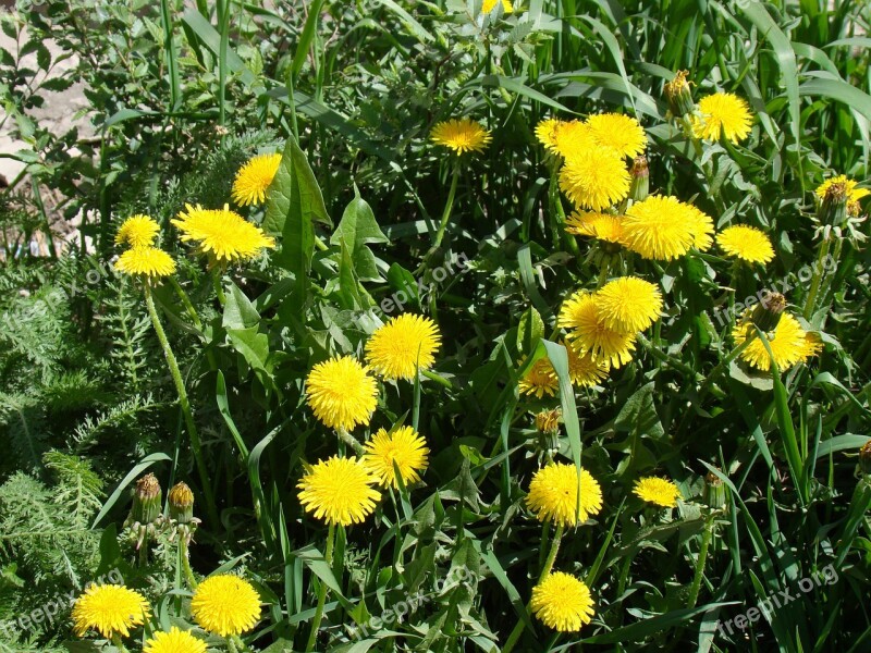 Dandelions Yellow Flowers Sun Summer