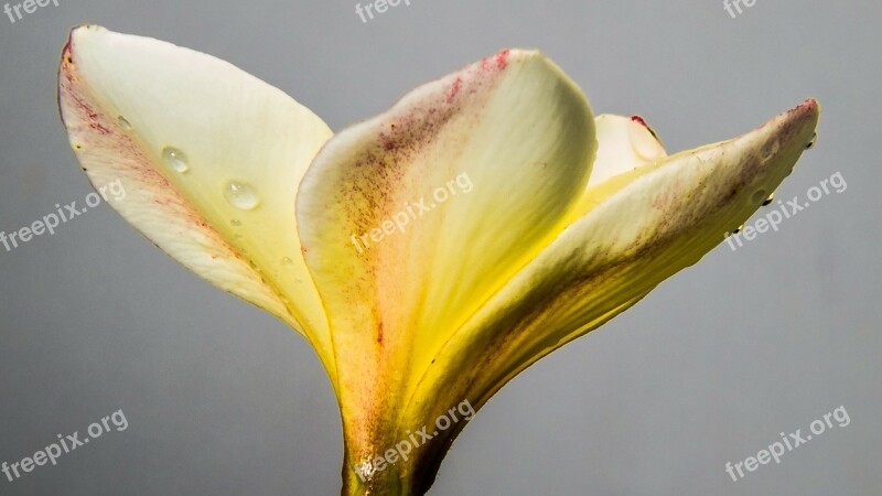 Flower Blossom Bloom White Yellow Close Up