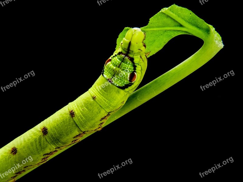 Caterpillar Yellow Green Gluttonous Close Up Free Photos