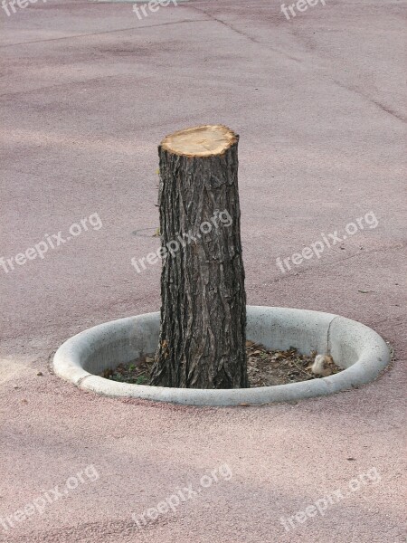 Sawed Off Road Tree Stump Free Photos