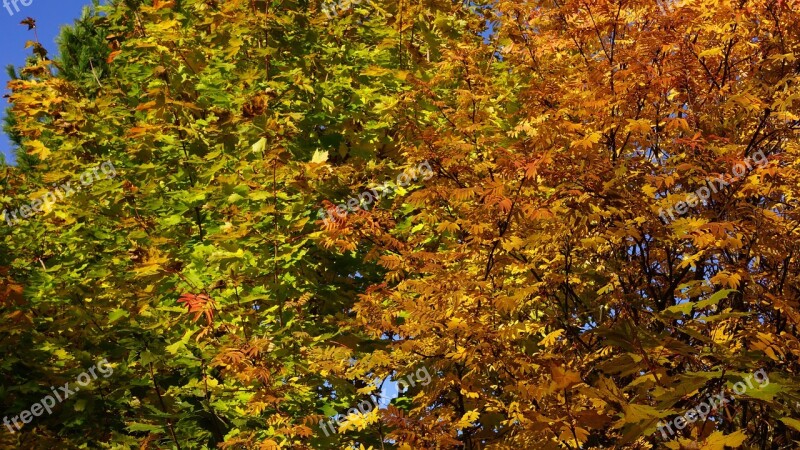 Autumn Deciduous Trees Fall Colors Orange Green