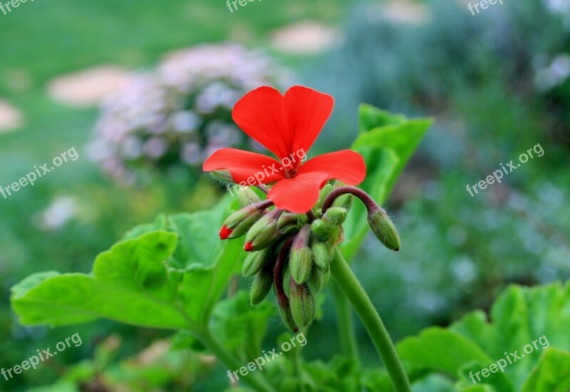 Geranium Flower Bloom Red Bright