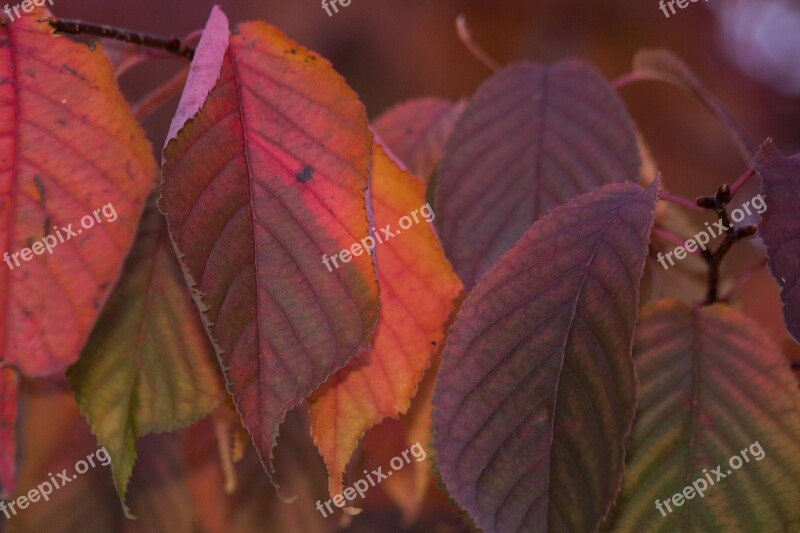 Leaves Colorful Color Orange Red