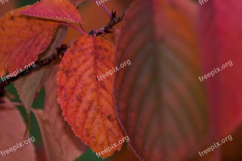 Leaves Colorful Color Orange Red