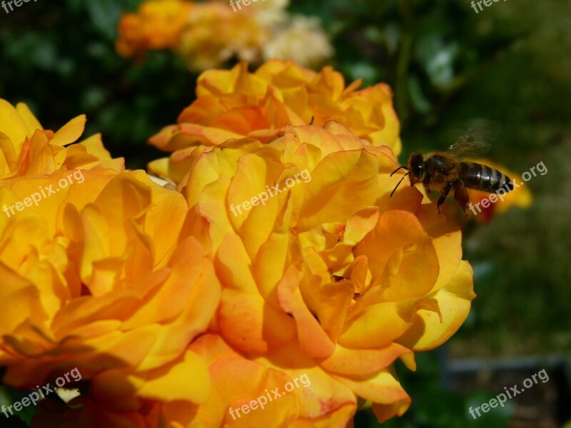 Rose Yellow Bee Nature Rose Garden