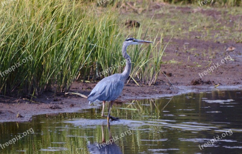 Blue Heron Water Bird River