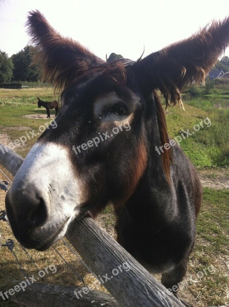 Donkey Animal Mule Muli Free Photos