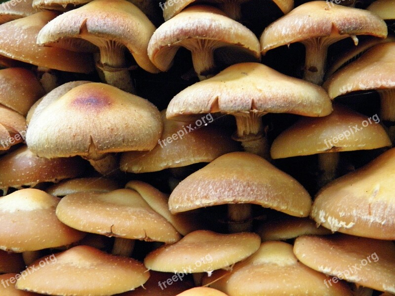 Mushrooms Mushroom Nature Forest Tree