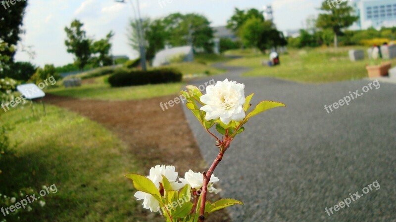 Plant Flower Park Japan Grass