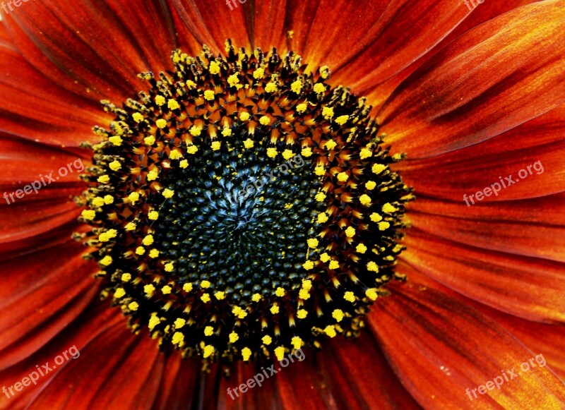 Sunflower Red Orange Pollen Yellow