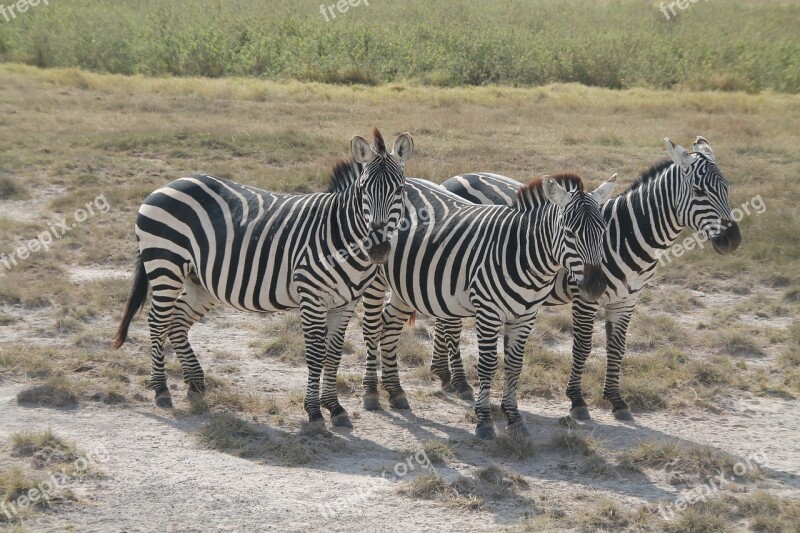 Zebra Afria Kenia Safari Zebras