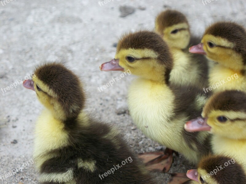 Ducks Kitty Animal Nature Duck