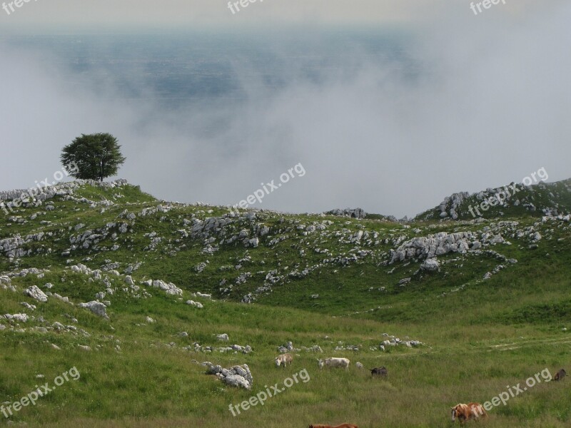 Mountain Tree Landscape Spring Prato