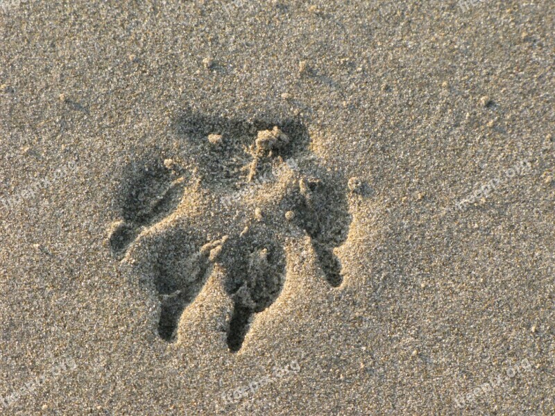 Footprint Paw Animal Sand Sea