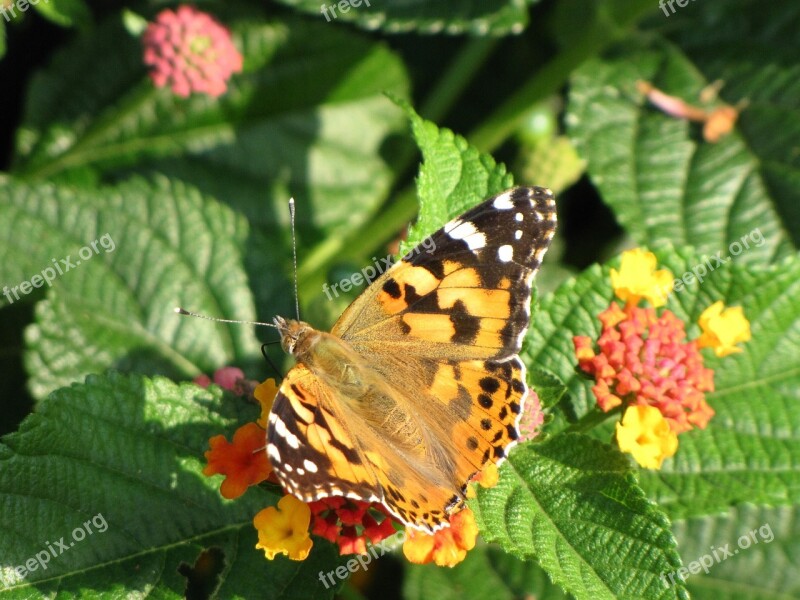 Butterfly Flower Spring Butterflies Flowers