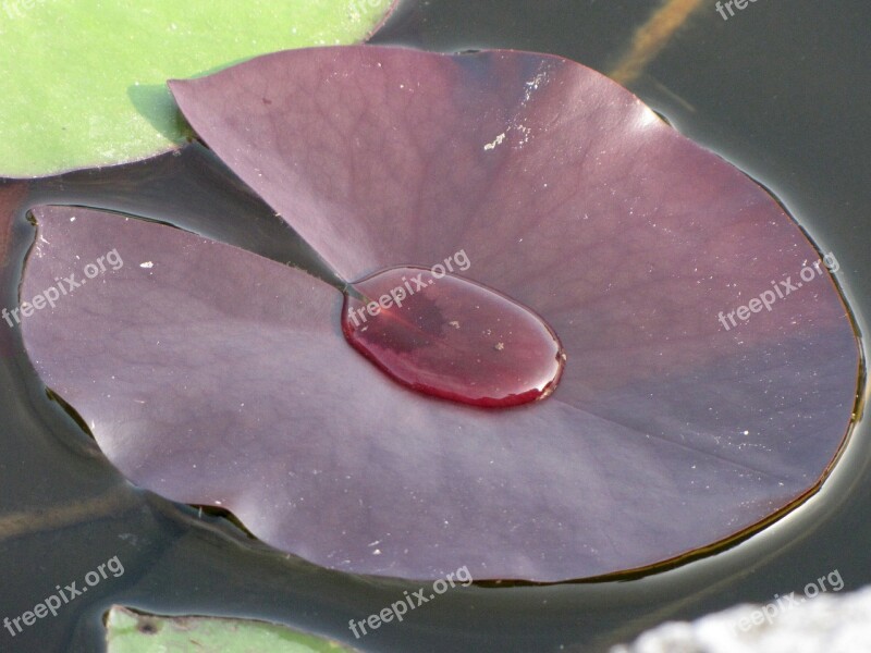 Leaf Aquatic Plant Garden Summer Spring