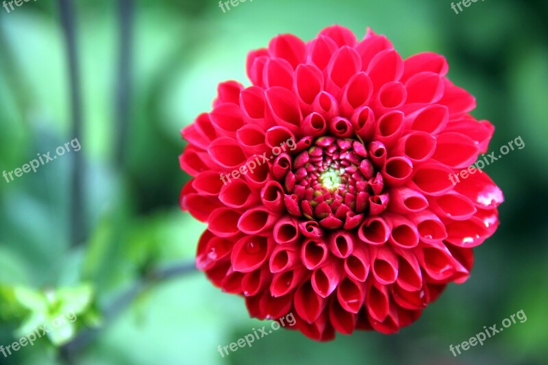 Dahlia Flower Plant Blossom Bloom