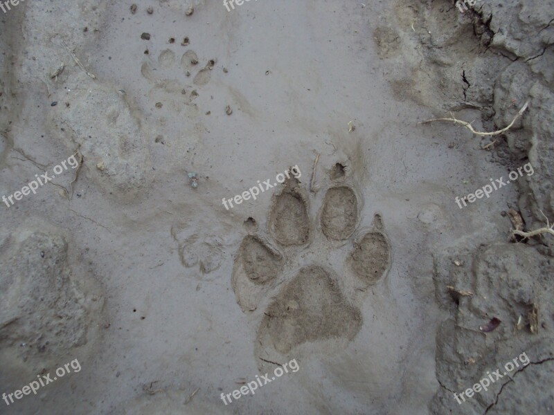 Footprint Dog Mud Surface Free Photos