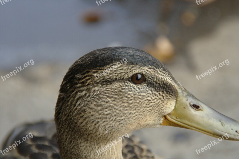 Bird Duck Animal Head Eye